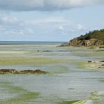 Algues vertes Baie Saint Brieuc